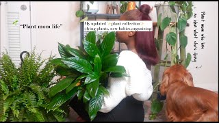 Houseplant Tour Updated 2024  plants in my small apartment 🌿 Diaries a struggling plant mom [upl. by Annotahs]