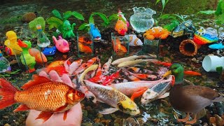 Amazing Catch Baby Diamond Turtle Unicorn Head Fish Pearlscale Goldfish Striped Horse Fish air [upl. by Ellehcil]