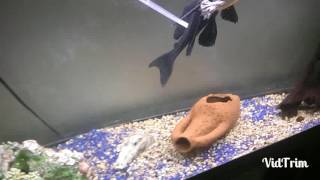 Funny moments Hypostomus Plecostomus [upl. by Enaz781]