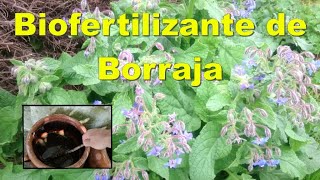 Biofertilizante de Borraja [upl. by Yraeg]