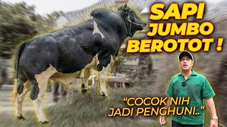 INI TEMPAT GW KENAL SAPI JUMBO SEBELUM MAS HERMAWAN [upl. by Sandi]