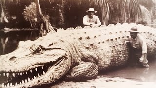 Top 10 Largest Crocodiles In The World [upl. by Turne]