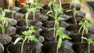 Phototropism in Tomatoes  Timelapse [upl. by Eldoria]