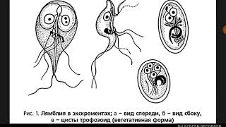 Giardia lamblia [upl. by Diraf330]