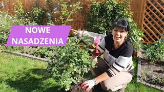 Jesień  kwiaty wieloletnie  nowe rośliny jesień garden love [upl. by Suoirad]