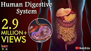 Learn About Human Digestive System  Animation Part 1 iKen  iKen Edu  iKen App [upl. by Ecire]