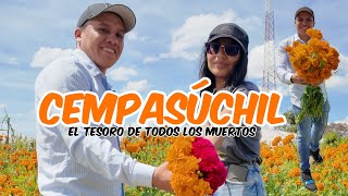 ASÍ se CULTIVAN Y CORTAN las FLORES de CEMPASÚCHIL con VeroMiguel96 o FLOR DE MUERTO en CHOLULA🤠 [upl. by Mellisent]