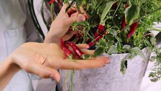 How To Harvest RingOFire Cayenne Peppers [upl. by Pappas638]