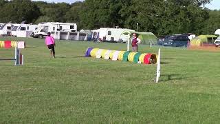 Parson russell terrier Freddie at Wessex Agility Show [upl. by Atiuqal202]