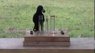 Causal understanding of water displacement by a crow [upl. by Htidirem369]