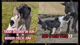 Tough decision on our herding border collie June and a new face on the farm [upl. by Zabrina526]