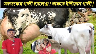 রাজিব ভাইয়ের ২৫৩০ লিটারেরইন্ডিয়ান বর্ডার ক্রস গাভী  বিগ বিগ সাইজের গাভী [upl. by Rosse]