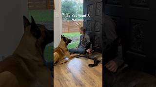 So You Want A Malinois  It’s Raining dog rain malinois [upl. by Zela]