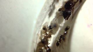 Pheidole megacephala Colony [upl. by Coad]