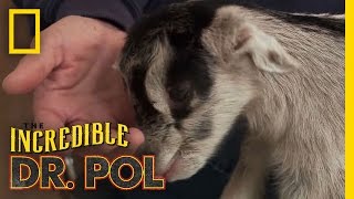 Itsy Bitsy Goat Kid  The Incredible Dr Pol [upl. by Nessim]