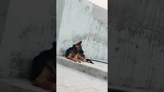 doglover dogowner  German Shepherddog  Aise Bhole Bankar Baithe song short video Jack🐕‍🦺🐕‍🦺 [upl. by Eitsyrk]