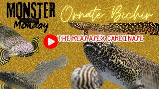 Monster Monday Ornate Bichir [upl. by Cott]