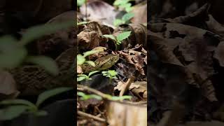 Pit Viper in Corcovado [upl. by Clite]