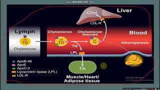 Chylomicron metabolism [upl. by Cis888]