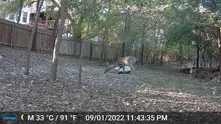 Doe Eating Burnt Toast  090124  Trail Cam  San Antonio TX  Bexar County  Sea World [upl. by Larner]