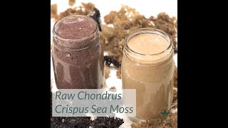 Raw Chondrus Crispus Sea Moss [upl. by Lyman]