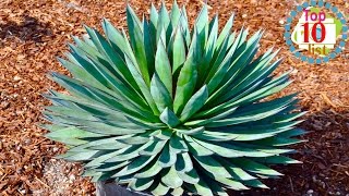 10 Gorgeous Agave Plants [upl. by Iroj]