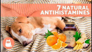 7 HOME REMEDIES for ALLERGIES in DOGS 🐶✅ Do These Natural Antihistamines Work [upl. by Ellissa606]