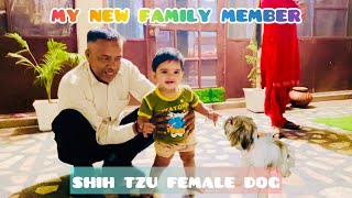 Episode 231  shih tzu dog India family palfamilyvlogs [upl. by Delgado]