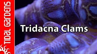 Reef Aquarium Tridacna Clams – maxima crocea squamosa and gigas [upl. by Rafaello]