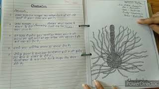 Botany practical file Bsc 1st year [upl. by Comstock]