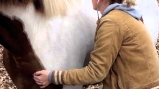 Heart and Lung auscultation  Equine [upl. by Svend]