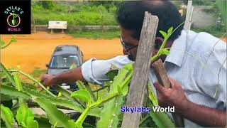 మా గార్డెన్ లో వచ్చిన డ్రాగన్ ఫ్రూట్స్ Dragon fruit harvest [upl. by Elnar538]