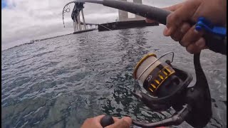 San Diego Bay Fishing Action [upl. by Gates556]