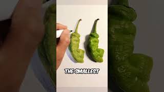 Making A PHOTOREALISTIC Pepper🤩 [upl. by Arreyt444]