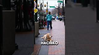 Hachico Story The Loyal Dog From Shibuya  The loyalest Dog 🐶 [upl. by Sophy]