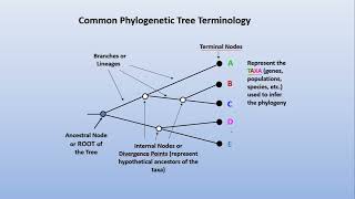 Phylogeny 1  Basic terminologies [upl. by Seugram]