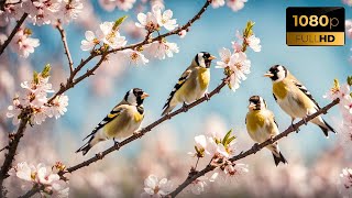 Beautiful Goldfinches [upl. by Annaujat]