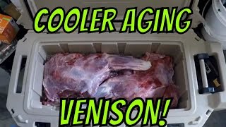 Cooler Aging Venison on ice 2019 [upl. by Etteyafal]