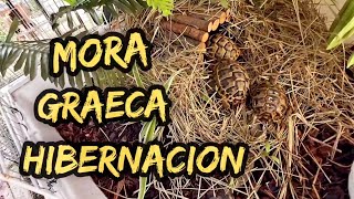 Hibernacion tortuga mora graeca ibera testudo [upl. by Alleiram]