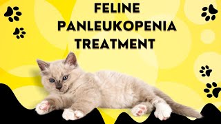 Feline Panleukopenia Treatment in cats Feline Parvovirus Diarrhea in cats [upl. by Nylorahs389]