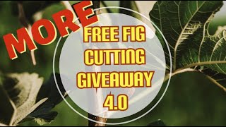 How to Prune A Fig Tree for MAX FRUIT amp HEALTH  MORE FREE FIG CUTTINGS [upl. by Sansen163]