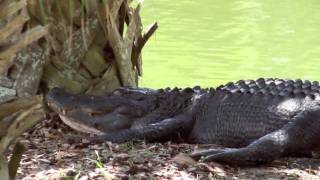 Alligator in Hilton Head South Carolina [upl. by Ssac16]