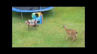 Otter Plays With Baby Deer [upl. by Jourdain878]