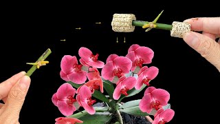 Soaking this bulb in water makes propagating orchids extremely easy [upl. by Iey392]