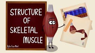 Structure of Skeletal Muscle  Skeletal Muscle Bands  Muscle Tissue  Nerve Muscle Physiology [upl. by Meri]