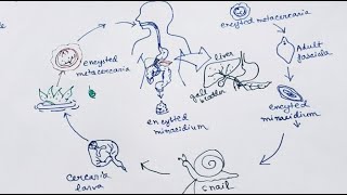 Fasciola Hepatica lifecycle  English   Liver Fluke  Lifecycle [upl. by Harim495]