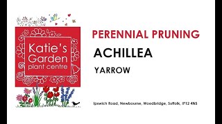 How to look after Achillea Yarrow a pruning guide [upl. by Mayram52]