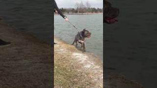 American Bandogge Mastiff neopit MJ lake fun [upl. by Aisorbma521]