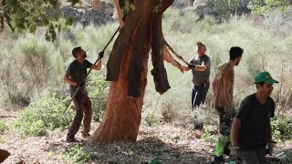 El proceso del corcho extremeño que se distribuye por todo el mundo  La Besana en Verde [upl. by Love]