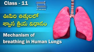 శ్వాసక్రియ విధానం  Mechanism of breathing  Breathing and exchange of gases  Class 11 Biology [upl. by Morie]